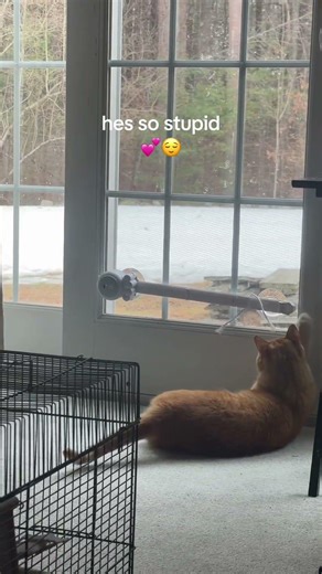 Hilarious Cat Chooses Nap Over Playtime #CuteCats #FunnyCats