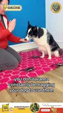 These Games Teach Your Dog Self-Control FAST 😲