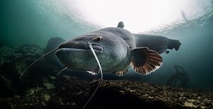 Fisherman Describes Wild Scene Wrestling A Massive Record Breaking Catfish That Almost Got Away