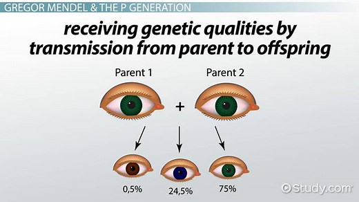 Gregor Mendel's P Generation | Definition & Importance