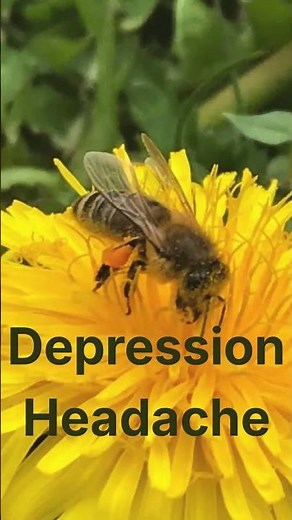Dandelion Health Benefits | Herbs for your Health!