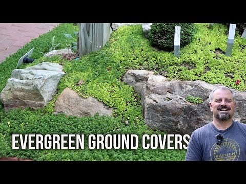 10 Tough Evergreen Ground Covers for Your Garden