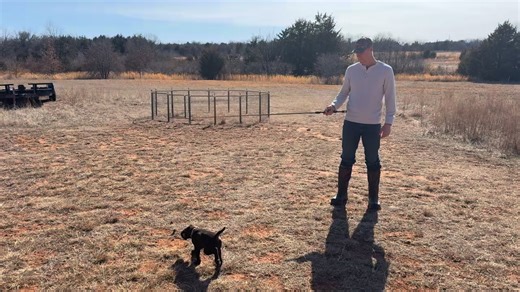 Cross Timber O Litter pup sired by Cross Timber’s Implement the Plan | Cross Timber Gundogs - Pudelpointer