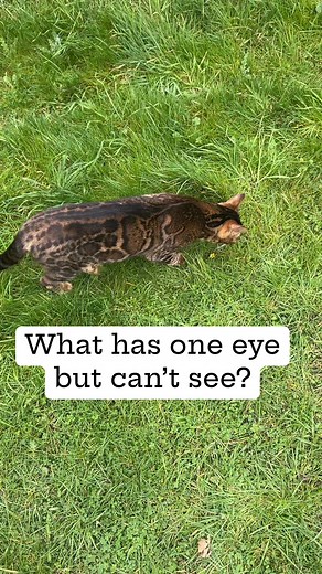 10K views · 22 reactions | The D Family Riddles Games and Hacks on Reels | Facebook