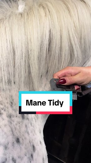 Creative Ways to Use Broken Clipper Blades for Mane Tidying