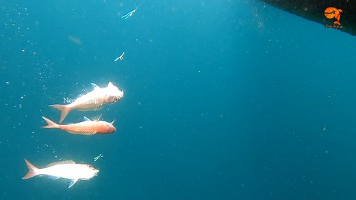 369K views · 653 reactions | Rosy Snapper are a medium-priced fish and very affordable for every day eating. They are a very versatile fish with a mild to medium flavored firm flesh and low oil content. | Neerulagam | Facebook