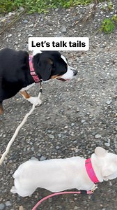 11K views · 231 reactions | Understanding your dog’s tail is an integral@part of their body language. This video gives you an idea of what it should look like during a walk. | Vermont Dog Trainer | Facebook