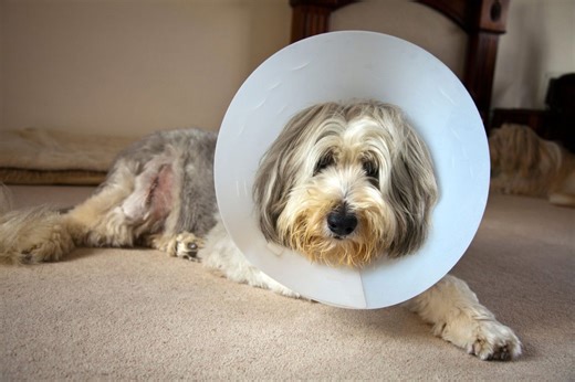 Vets will have to publish price lists and cap prescription fees by law