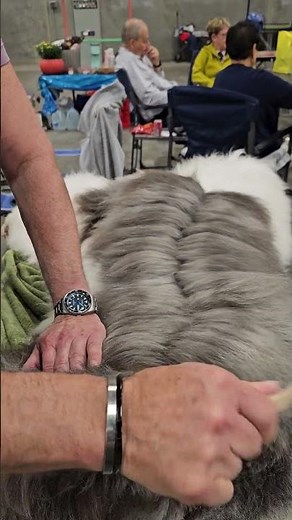 How to Line Brush an Old English Sheepdog #oes #oesca #OldEnglishSheepdog #grooming