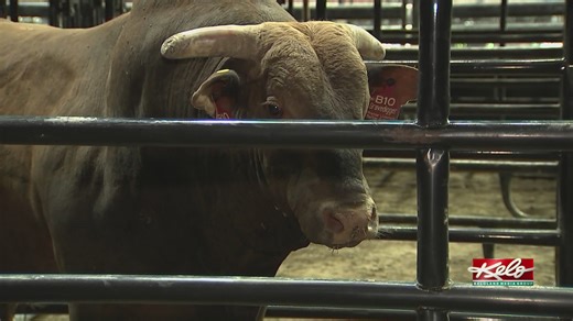What professional bull riders are up against