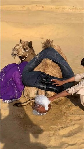 يحاول أهل الصحراء إبقاء الجمل مرتاحًا، فيجربون كل الوسائل ويتجنبون استخدام الأدوية