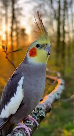 Cockatiel Singing at Sunrise | Peaceful Morning Nature Sounds