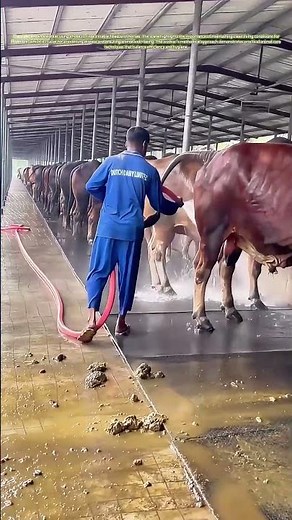 Hosing Down Hygiene: How Clean Stables Boost Animal Health