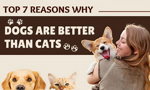 7 Reasons Why Dogs Are Better Than Cats