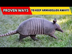 How to Keep Armadillos Away From Your Property