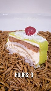 1.1M views · 3.1K reactions | 10 000 Mealworms vs. Cake#food #timelapse #Mealworms | WormLapse | Facebook