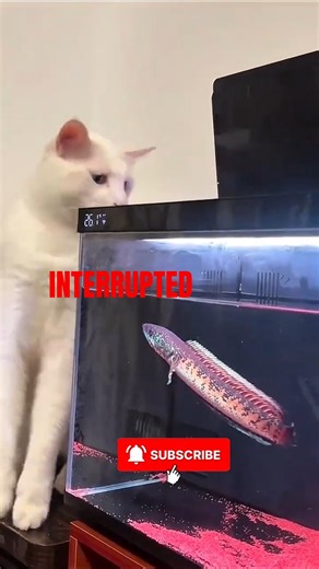 Cats Getting Interrupted by Other Animals 😳#cats #funnycats #shortcats