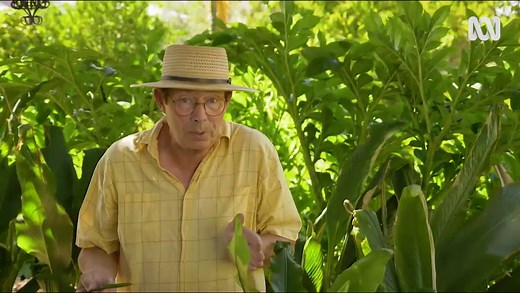 Propagating Ferns from Leaf Cuttings - Gardening Australia