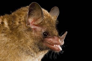 Pallas's long tongued bat - Alchetron, the free social encyclopedia