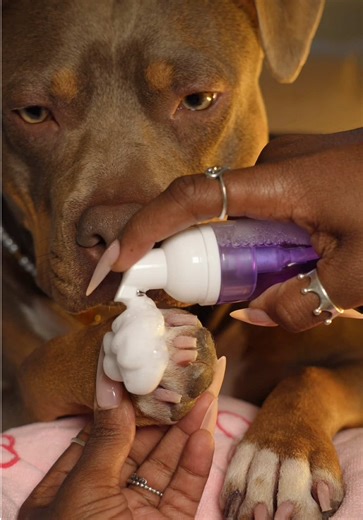 Snoh’s paw care routine 🐾❄️💅🏾 #asmr #asmrsounds #satisfying #dogsoftiktok #relax