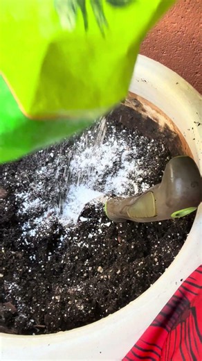 Supercharge Your Soil with This One Ingredient! #perlite #gardening #shorts