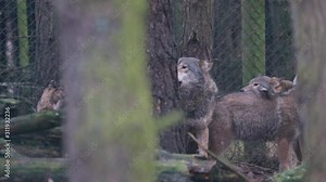 timber/grey wolf pack, Canis lupus, howling in a group within a pine woodland.