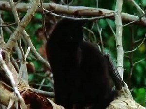 Secret Life of Cats (Nature/Wildlife Documentary) - Dailymotion Video