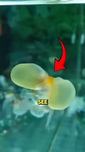 The Weirdest Fish You'll Need To See #animals #facts #wildlife