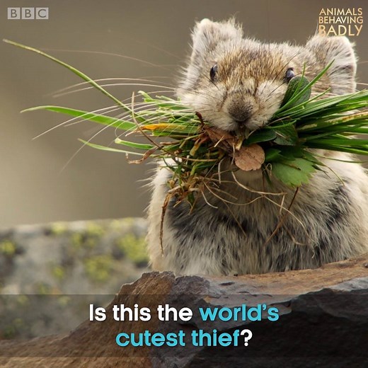101K reactions · 104K shares | The pika has got to be the world's cutest thief! #AnimalsBehavingBadly | BBC Earth | Facebook