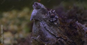 The snapping turtle is indistinguishable from rocks when lying underwater. A large turtle lurks underwater in an aquarium at the zoo. In the aquaterrarium, a huge snapping turtle lies underwater.