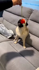 15 reactions | I'll catch it dad but wait... 藍藍 credit : @labropug #puglife #puglove #pugsofinstagram #pugpuppy #pugstagram #pugoftheday #pugsnotdrugs #puglovers #pugnation #pugworld #pugdog #pugobsessed #puglover #pugfamily #pugmania #pugclub #pugofinstagram #pugcommunity #puggram #pugoftheday | Enhanced Pet Products | Facebook