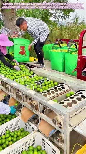 Sorting the Sweetness: The Machinery That Judges Fruit by Its Form