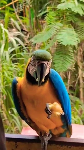 #bluegoldmacaw #shorts