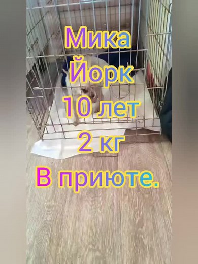 Домик Мелкашей on TikTok