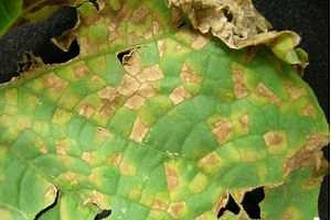 Time for downy mildew protectant sprays for cucumbers