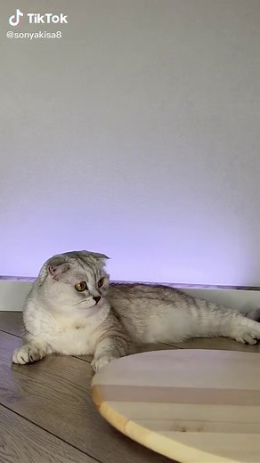 Cat Sonya (@sonyakisa8)’s videos with Infinity - Jaymes Young