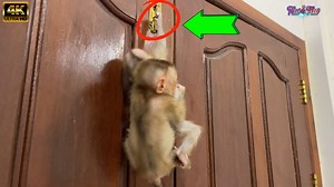 [Pitiful Little Baby WowWwo Try To Hang The Door Handle While Tav Tav Always Hugging Him Lukily Mom Come To Help | Monkey TavTav