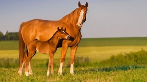 237 Cute Female Horse Names For Your Filly Or Mare.
