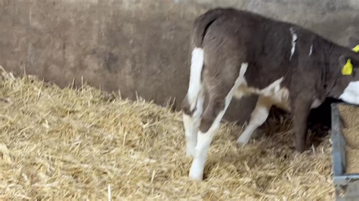 2 Serious Simmental Heifer Calves Super Makers!! Go Anywhere with These 2 👌 Ideal Cow Makers!! Off the Same Farm 07849365687 | Ravenhill Farms