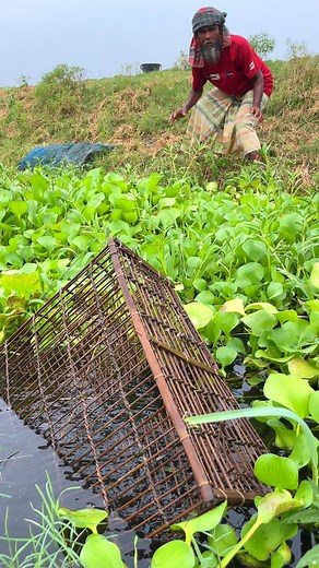 190K views · 794 reactions | Amazing rural fishing technique | Fishing Village | Facebook