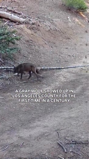 Women for Wolves on Instagram: "For the first time in over a century, a wild gray wolf has been confirmed in Los Angeles County and her name is BEY03F, lovingly nicknamed the “Bey.” 😍🐺💜 Born in the Sierra Nevada, this 3-year-old female has traveled hundreds of miles south, the farthest a wolf has ever been documented in California. Biologists believe she’s dispersing in search of a mate, the natural journey young wolves take to start new packs. 💝 A wolf returning to Los Angeles County proves