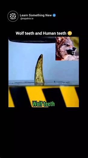 The Knowledge Vault | Wolf teeth 🐺 vs Human teeth 🧑‍🦷 — Wolves have long, sharp canines built for tearing meat, while humans have flatter molars for grinding... | Instagram