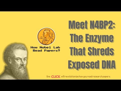 Meet N4BP2: The Enzyme That Shreds Exposed DNA [Science, 2025]