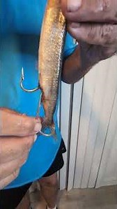 The Cayman Crusher ballyhoo rig. The most lethal dead bait rig for wahoo.