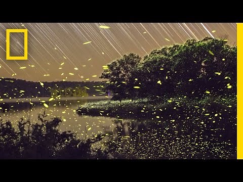 Enchanting Fireflies Paint the Sky | Short Film Showcase