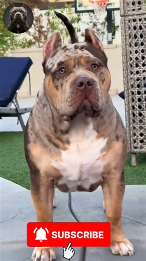 SHOCKING: Tiny Puppy Becomes MASSIVE Dog In Seconds 😮 | #MegaMutts