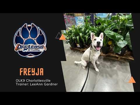 1 Y/O Australian Cattle Dog “Freyja” | 2 WEEK BNT | OLK9 Charlottesville