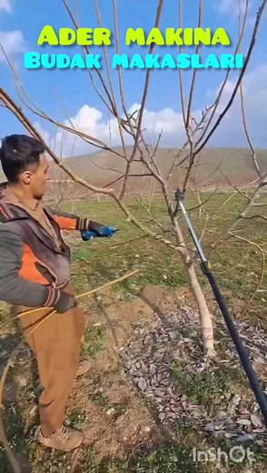 Efficient Tree Branch Trimming Techniques