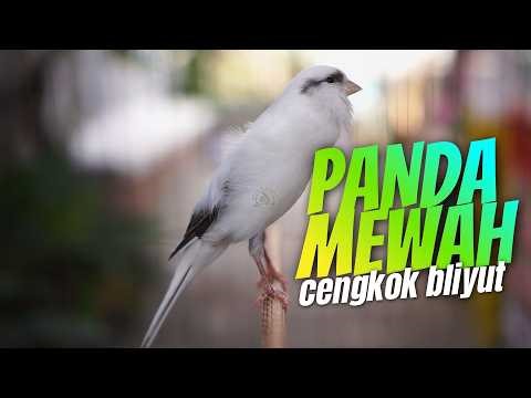 CENGKOK MEWAH PANDA SUPER!! MASTERAN KENARI ISIAN BLACKTHROAT GACOR SUARA JERNIH FAVORITE