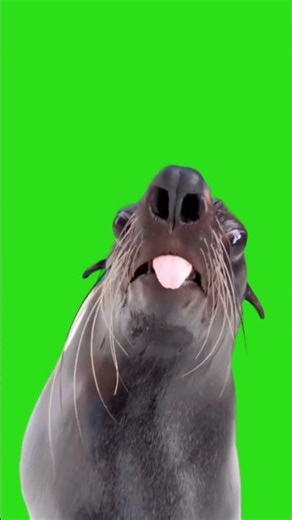 Seal winks and sticks out its tongue - Green Screen Template